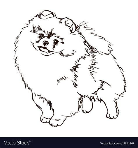 Dog breed pomeranian Royalty Free Vector Image: Dibujar Fácil con este Paso a Paso, dibujos de Un Pomerania, como dibujar Un Pomerania para colorear
