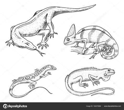 Imagenes Para Colorear De Animales Reptiles - Impresion: Aprender como Dibujar Fácil con este Paso a Paso, dibujos de Un Reptil Para Niños, como dibujar Un Reptil Para Niños para colorear