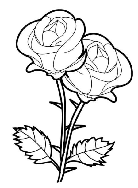 El Mejor Blog para Chicas: 10 Dibujos de rosas para colorear: Aprende a Dibujar Fácil, dibujos de Un Rosal, como dibujar Un Rosal para colorear