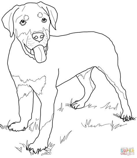 Pin on dog patterns: Dibujar Fácil con este Paso a Paso, dibujos de Un Rottweiler, como dibujar Un Rottweiler paso a paso para colorear