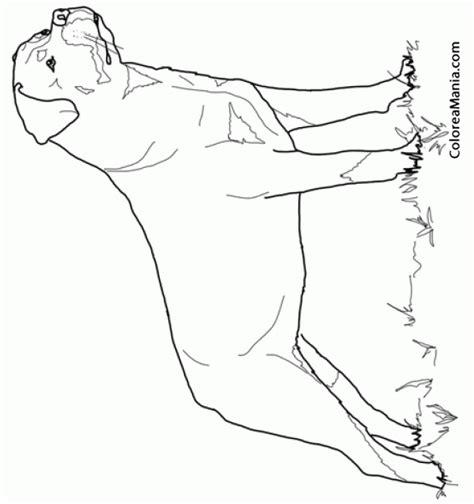Colorear Perro Rottweiler 2 (Animales Domésticos). dibujo: Dibujar y Colorear Fácil con este Paso a Paso, dibujos de Un Rottweiler, como dibujar Un Rottweiler para colorear
