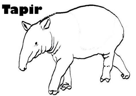 TAPIR DIBUJOS PARA COLOREAR: Aprender a Dibujar Fácil, dibujos de Un Tapir, como dibujar Un Tapir para colorear