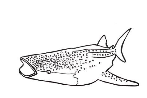 Dibujos Para Colorear Tiburon - Impresion gratuita: Dibujar y Colorear Fácil con este Paso a Paso, dibujos de Un Tiburon Ballena, como dibujar Un Tiburon Ballena para colorear