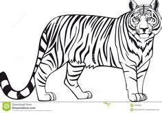 Imagenes de tigres para colorear | Tigre para colorear: Aprender a Dibujar Fácil con este Paso a Paso, dibujos de Un Tigre A Carboncillo, como dibujar Un Tigre A Carboncillo para colorear e imprimir