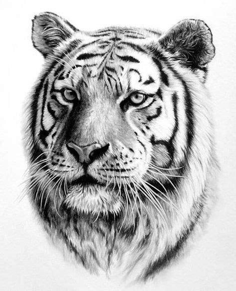 900+ ideas de Dibujo en 2021 | dibujos. arte. pinturas: Aprende a Dibujar y Colorear Fácil, dibujos de Un Tigre A Carboncillo, como dibujar Un Tigre A Carboncillo paso a paso para colorear