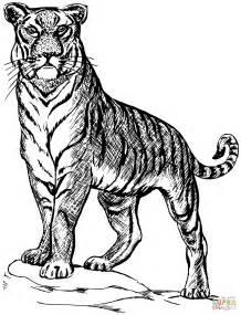 Imagenes De Tigre Blanco Para Dibujar - On Log Wall: Aprender a Dibujar Fácil, dibujos de Un Tigre A Carboncillo, como dibujar Un Tigre A Carboncillo para colorear