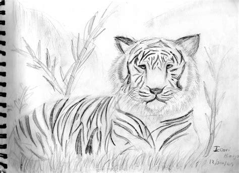 Cómo dibujar Un Tigre De Bengala 】 Paso a Paso Muy Fácil 2023 - Dibuja Fácil