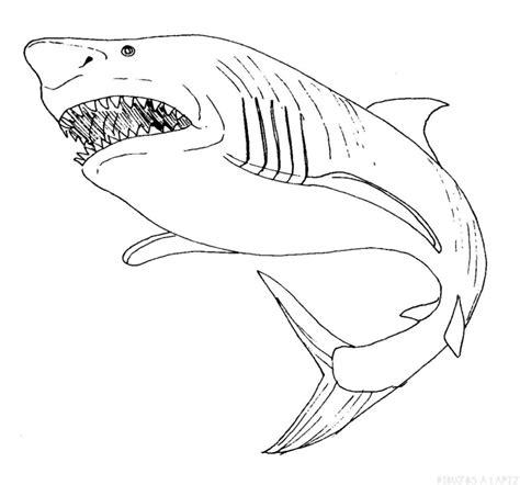 ᐈ Dibujos de Tiburones【TOP】Tiburones faciles de hacer: Dibujar y Colorear Fácil con este Paso a Paso, dibujos de Un Tiguron, como dibujar Un Tiguron para colorear e imprimir