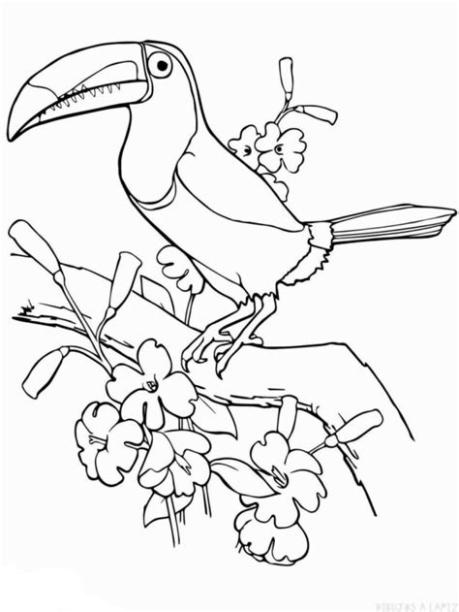 ᐈ Dibujos de Tucanes【TOP】Tucanes para pintar facil: Aprende como Dibujar y Colorear Fácil, dibujos de Un Tucan Para Niños, como dibujar Un Tucan Para Niños paso a paso para colorear