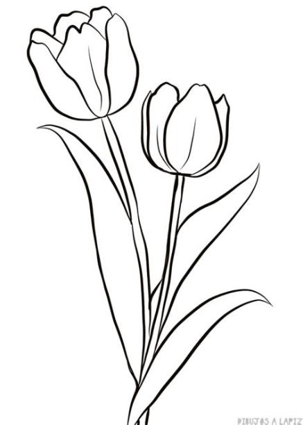 磊 Dibujos de tulipanes【+30】Fáciles y Gratis: Dibujar Fácil, dibujos de Un Tulipan, como dibujar Un Tulipan para colorear e imprimir