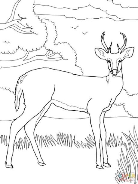 Red deer coloring pages download and print for free: Dibujar y Colorear Fácil, dibujos de Un Venado Cola Blanca, como dibujar Un Venado Cola Blanca paso a paso para colorear