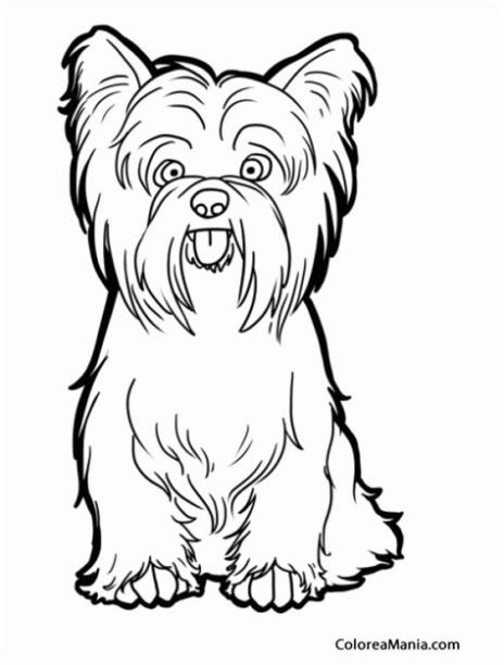 Colorear Perro Yorkshire Terrier o Yorkie sentado: Aprender como Dibujar y Colorear Fácil, dibujos de Un Yorkie, como dibujar Un Yorkie para colorear e imprimir