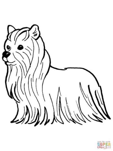 Dibujo de Yorkshire Terrier para colorear | Dibujos para: Dibujar y Colorear Fácil con este Paso a Paso, dibujos de Un Yorkshire, como dibujar Un Yorkshire paso a paso para colorear