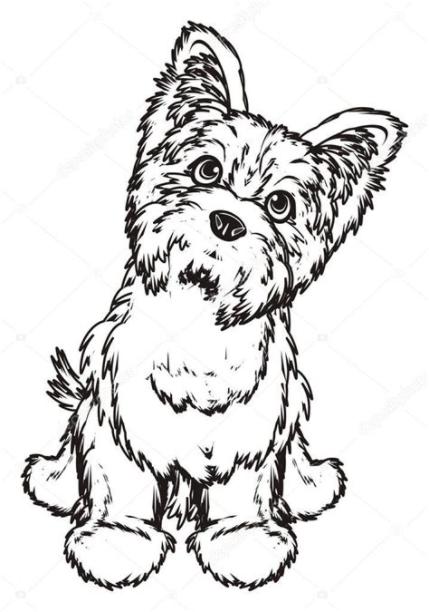 Dibujos: yorkshire terrier para colorear | terrier de: Aprende como Dibujar y Colorear Fácil con este Paso a Paso, dibujos de Un Yorkshire Terrier, como dibujar Un Yorkshire Terrier para colorear