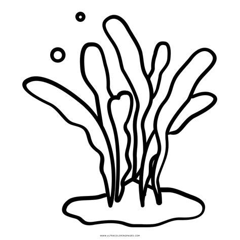 Imagenes De Algas Marinas Para Colorear: Dibujar y Colorear Fácil con este Paso a Paso, dibujos de Una Alga, como dibujar Una Alga paso a paso para colorear