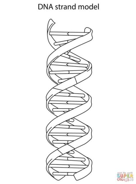 Dibujo de Modelo de ADN para colorear | Dibujos para: Aprender a Dibujar y Colorear Fácil, dibujos de Una Cadena De Adn, como dibujar Una Cadena De Adn para colorear e imprimir