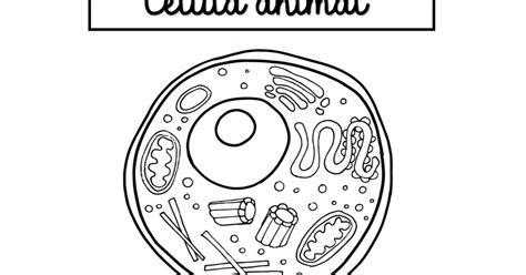 Célula animal y vegetal | Célula animal. Animales: Aprende a Dibujar y Colorear Fácil, dibujos de Una Célula, como dibujar Una Célula para colorear e imprimir