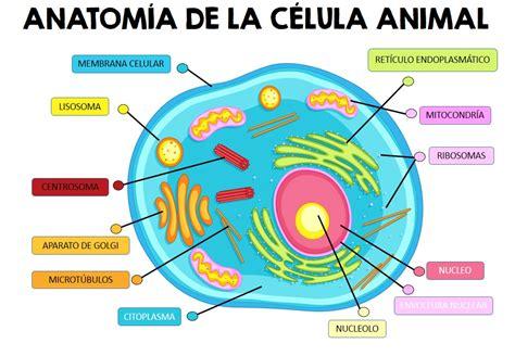 La célula animal. colorear y completar PRIMARIA EDITABLE: Aprender a Dibujar Fácil con este Paso a Paso, dibujos de Una Celula Animal, como dibujar Una Celula Animal paso a paso para colorear