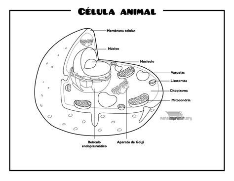 Celula animal para colorear: Aprender como Dibujar y Colorear Fácil con este Paso a Paso, dibujos de Una Celula Animal, como dibujar Una Celula Animal para colorear