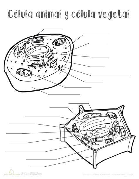 Célula animal y célula vegetal ~ Alta Clase: Dibujar Fácil con este Paso a Paso, dibujos de Una Celula Animal Y Vegetal, como dibujar Una Celula Animal Y Vegetal para colorear e imprimir