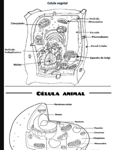 Celula Animal y Vegetal Para Colorear | Ciencias de la: Aprender a Dibujar y Colorear Fácil, dibujos de Una Celula Animal Y Vegetal, como dibujar Una Celula Animal Y Vegetal paso a paso para colorear
