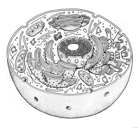 Estructura De La Celula Eucariota Para Colorear - 2020: Aprender a Dibujar Fácil con este Paso a Paso, dibujos de Una Celula Animal Y Vegetal, como dibujar Una Celula Animal Y Vegetal para colorear