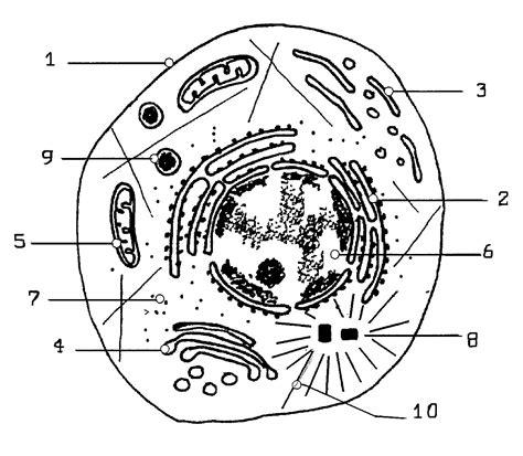 NECESITO DOS IMAGENES PARA COLOREAR DE LAS CELULAS: Aprende a Dibujar y Colorear Fácil, dibujos de Una Celula Eucariota, como dibujar Una Celula Eucariota paso a paso para colorear