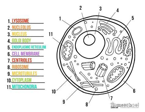Pin de Robbie Taylor en School Stuff | Celula animal para: Dibujar Fácil, dibujos de Una Celula Eucariota, como dibujar Una Celula Eucariota para colorear