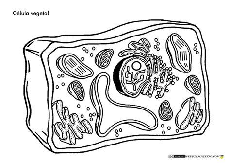Calaméo - La Célula Vegetal Para Colorear: Aprender como Dibujar y Colorear Fácil, dibujos de Una Celula Eucariota Vegetal, como dibujar Una Celula Eucariota Vegetal para colorear e imprimir