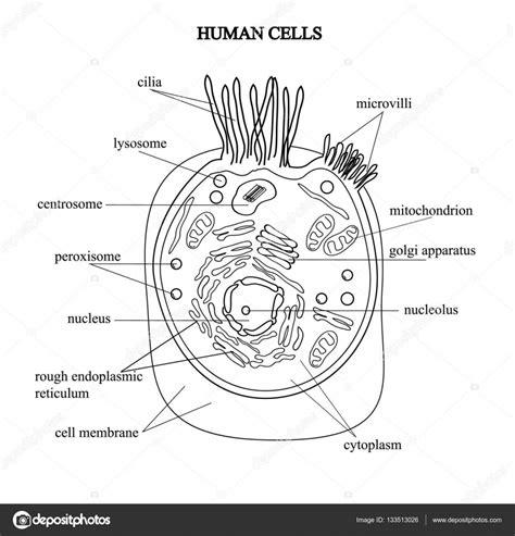 Dibujo De La Celula Humana Para Colorear - Compartir Celular: Aprender a Dibujar Fácil, dibujos de Una Celula Humana, como dibujar Una Celula Humana para colorear e imprimir