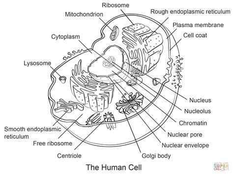 Dibujo de Célula Humana para colorear | Dibujos para: Aprender a Dibujar Fácil con este Paso a Paso, dibujos de Una Celula Humana, como dibujar Una Celula Humana paso a paso para colorear