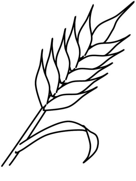 Espigas de trigo para colorear - Imagui: Aprende como Dibujar y Colorear Fácil con este Paso a Paso, dibujos de Una Espiga, como dibujar Una Espiga para colorear e imprimir