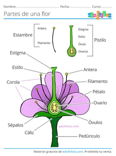 🥇 Partes de Una Flor. Ficha con los Nombres y: Dibujar Fácil, dibujos de Una Flor Y Sus Partes, como dibujar Una Flor Y Sus Partes para colorear
