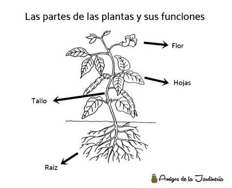 Partes de la planta y sus funciones - Amigos de la Jardinería: Dibujar Fácil con este Paso a Paso, dibujos de Una Funcion, como dibujar Una Funcion para colorear