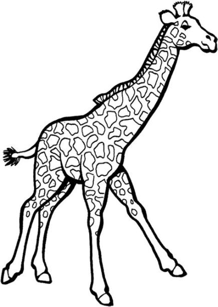 Jirafas para colorear - Dibujosparacolorear.eu: Dibujar y Colorear Fácil con este Paso a Paso, dibujos de Una Girafa, como dibujar Una Girafa para colorear e imprimir