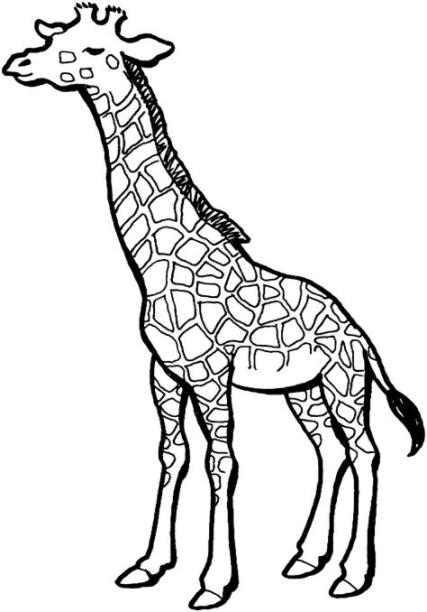 Jirafa (Animales) – Colorear dibujos gratis: Dibujar y Colorear Fácil, dibujos de Una Girafa, como dibujar Una Girafa paso a paso para colorear