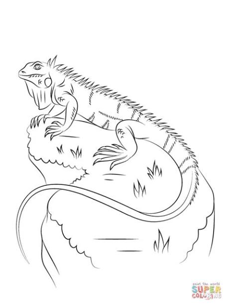 Dibujo de Iguana para colorear | Dibujos para colorear: Aprender a Dibujar y Colorear Fácil, dibujos de Una Iguana Realista, como dibujar Una Iguana Realista paso a paso para colorear