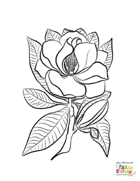 Dibujo de bonita magnolia para colorear | Para-Colorear.com: Aprende como Dibujar y Colorear Fácil, dibujos de Una Magnolia, como dibujar Una Magnolia para colorear e imprimir