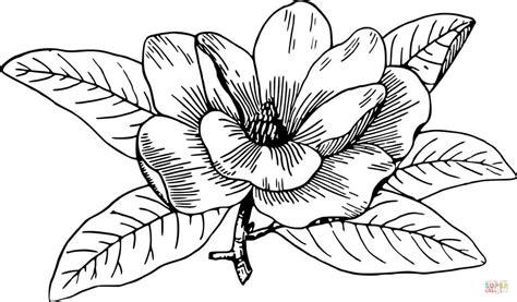 Dibujo de Magnolia 3 para colorear | Dibujos para colorear: Dibujar y Colorear Fácil, dibujos de Una Magnolia, como dibujar Una Magnolia paso a paso para colorear