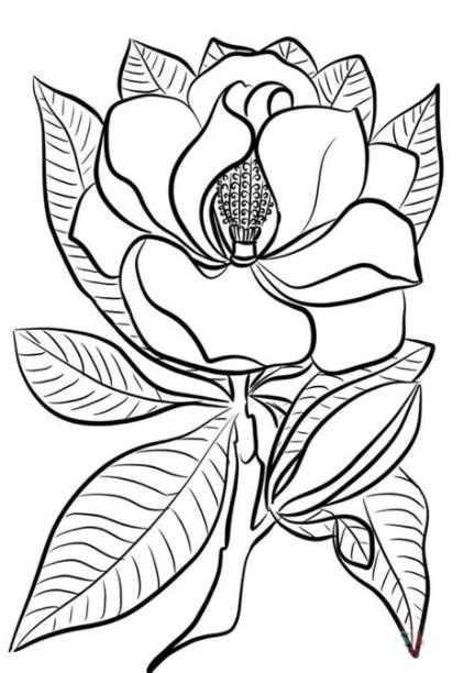 Disegni da colorare: Disegni da colorare: Magnolia: Aprender a Dibujar y Colorear Fácil, dibujos de Una Magnolia, como dibujar Una Magnolia para colorear