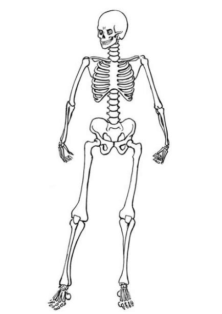 Imágenes del esqueleto humano para colorear - Esqueleto: Dibujar y Colorear Fácil con este Paso a Paso, dibujos de Una Mano De Esqueleto En Tu Mano, como dibujar Una Mano De Esqueleto En Tu Mano para colorear