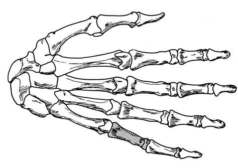 Dibujo para colorear mano - esqueleto - Dibujos Para: Dibujar Fácil, dibujos de Una Mano Esqueleto, como dibujar Una Mano Esqueleto para colorear e imprimir