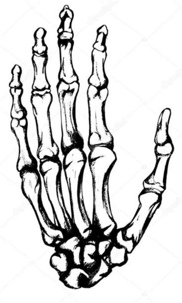 huesos de la mano dibujada a mano — Vector de stock: Aprende a Dibujar y Colorear Fácil, dibujos de Una Mano Esqueleto, como dibujar Una Mano Esqueleto paso a paso para colorear