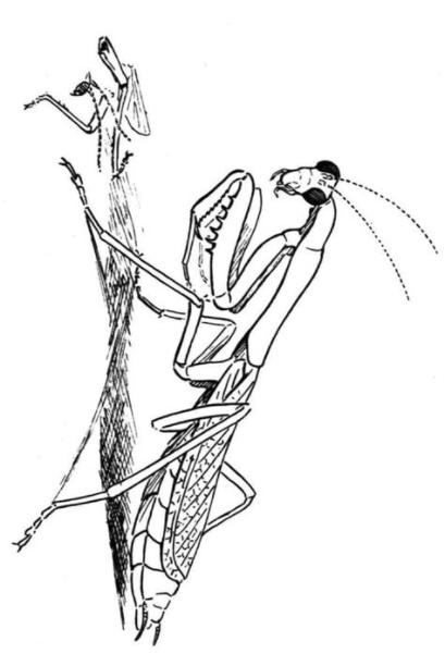 Dibujos para colorear: Mantis religiosa imprimible. gratis: Aprende a Dibujar Fácil con este Paso a Paso, dibujos de Una Mantis, como dibujar Una Mantis para colorear