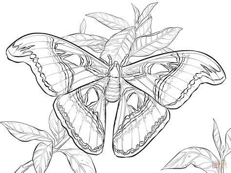 Dibujo de Mariposa Atlas Realista para colorear | Dibujos: Aprende como Dibujar y Colorear Fácil con este Paso a Paso, dibujos de Una Mariposa Realista, como dibujar Una Mariposa Realista para colorear e imprimir