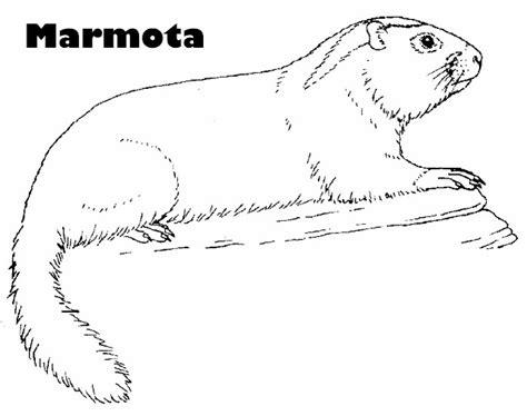 DIBUJOS PARA COLOREAR MARMOTAS: Aprende como Dibujar Fácil, dibujos de Una Marmota, como dibujar Una Marmota paso a paso para colorear