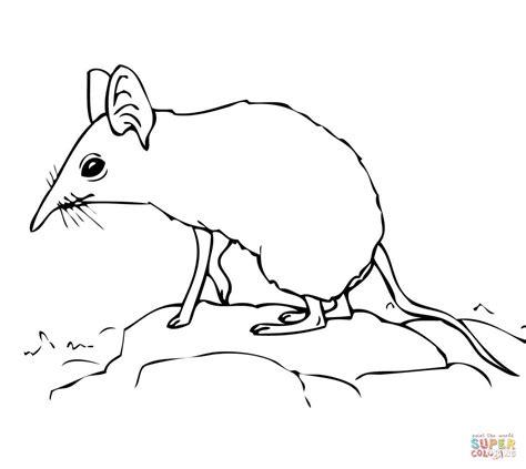 Dibujo de Una Musaraña Elefante para colorear | Dibujos: Aprender a Dibujar Fácil, dibujos de Una Musaraña, como dibujar Una Musaraña para colorear e imprimir