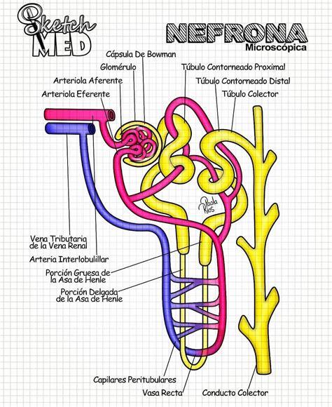 Sketch Med - Paola Rios en Instagram: “Una linda Nefrona: Aprender como Dibujar y Colorear Fácil con este Paso a Paso, dibujos de Una Nefrona, como dibujar Una Nefrona para colorear e imprimir