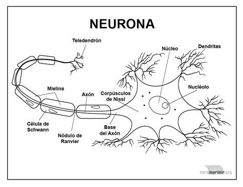 Resultado de imagen para las neuronas y sus partes: Aprende como Dibujar Fácil con este Paso a Paso, dibujos de Una Neurona, como dibujar Una Neurona para colorear e imprimir