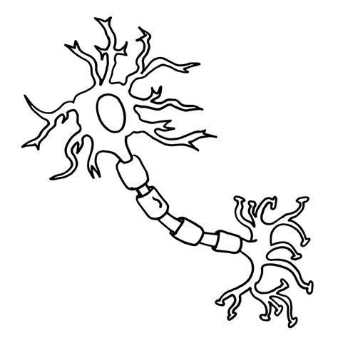 Neurons clipart 20 free Cliparts | Download images on: Aprender a Dibujar y Colorear Fácil, dibujos de Una Neurona, como dibujar Una Neurona para colorear